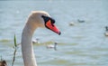 Portrait of a graceful white swan with long neck on blue water background Royalty Free Stock Photo