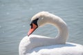 Portrait of a graceful white swan with long neck on blue water background Royalty Free Stock Photo