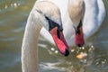 Portrait of a graceful white swan with long neck on blue water background Royalty Free Stock Photo