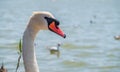 Portrait of a graceful white swan with long neck on blue water background Royalty Free Stock Photo