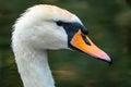 Portrait of a graceful white swan with long neck on dark green water background