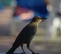 Portrait of a Grackle