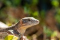 portrait of a Gran Canaria giant lizard Royalty Free Stock Photo