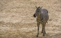 Portrait of a grants zebra in closeup, tropical wild horse specie fr Royalty Free Stock Photo