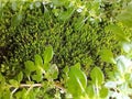 Portrait of grass and moss plants growing on rock surfaces in Indonesia Royalty Free Stock Photo