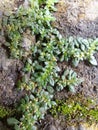 Portrait of grass and moss plants growing on rock surfaces in Indonesia Royalty Free Stock Photo