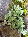 Portrait of grass and moss plants growing on rock surfaces in Indonesia Royalty Free Stock Photo