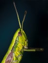 Portrait of a grasshopper