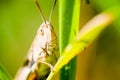 Portrait of grasshopper