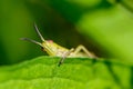 Portrait of a grasshopper that peeps out from behind green leaf Royalty Free Stock Photo