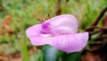 Portrait of grasshopper perched on flower petals