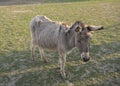 Portrait of gray beige furry young donkey in afternoon golden hour light on lush green grass pasture background Royalty Free Stock Photo