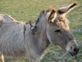 Portrait of gray beige furry young donkey in afternoon golden hour light on lush green grass pasture background Royalty Free Stock Photo