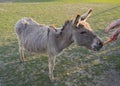 Portrait of gray beige furry young donkey with woman hand feeding him with carrot. Afternoon golden hour light on lush Royalty Free Stock Photo