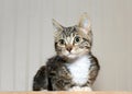 Portrait of gray and black striped tabby kitten Royalty Free Stock Photo