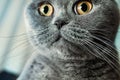 Portrait of gray British shorthair cat