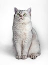 Portrait of Gray British Shorthair cat isolated on white background Royalty Free Stock Photo