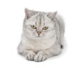 Portrait of Gray British Shorthair cat isolated on white background Royalty Free Stock Photo