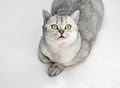 Portrait of Gray British Shorthair cat is looking up and isolated on white background Royalty Free Stock Photo