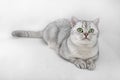 Portrait of Gray British Shorthair cat is looking up and isolated on white background Royalty Free Stock Photo