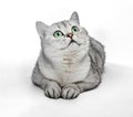 Portrait of Gray British Shorthair cat is looking up and isolated on white background Royalty Free Stock Photo