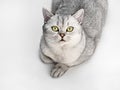 Portrait of Gray British Shorthair cat is looking up and isolated on white background