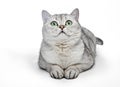 Portrait of Gray British Shorthair cat is looking up and isolated on white background Royalty Free Stock Photo