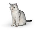 Portrait of Gray British Shorthair cat with one eye closed on white background Royalty Free Stock Photo