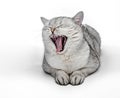 Portrait of Gray British Shorthair cat is yawning isolated on white background Royalty Free Stock Photo