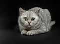 Portrait of Gray British shorthair cat with yellow eyes on a black background Royalty Free Stock Photo