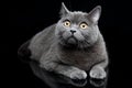 Portrait of Gray British shorthair cat