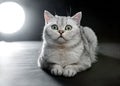 Portrait of Gray British shorthair cat with yellow eyes on a black background Royalty Free Stock Photo