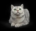 Portrait of Gray British shorthair cat with yellow eyes isolated on black background Royalty Free Stock Photo