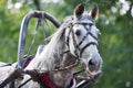 Portrait of gray carriage driving horse Royalty Free Stock Photo