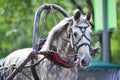 Portrait of gray carriage driving horse Royalty Free Stock Photo