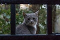 portrait of a gray cat behind a metal fence