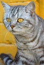 Gray cat with big yellow eyes