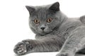 Portrait of a gray cat breeds Scottish Straight on white background