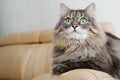 Portrait gray cat indoors. Fluffy cat with big green eyes lying, resting on couch and looking away. Royalty Free Stock Photo