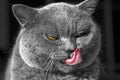 Portrait of a gray cat lies and washes. British blue Shorthair cat licks language. It is on a black background, the small