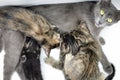 Portrait of a gray cat mom nursing four kittens on white background, shallow depth focus, close up