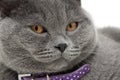 Portrait of a gray cat with a purple collar Royalty Free Stock Photo