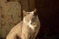 Portrait of a gray cat, with a white neck.