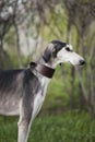 Portrait of a gray dog saluki breed brown collar on a background of nature Royalty Free Stock Photo