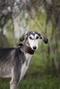 Portrait of a gray dog saluki breed brown collar on a background of nature