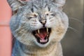 Portrait of gray domestic cat that yawns