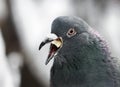 Portrait of a gray dove chewing white bread coarsely