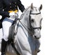 A portrait of gray dressage horse isolated Royalty Free Stock Photo