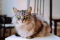 portrait gray fluffy cat sitting on pillow at home Royalty Free Stock Photo