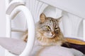 portrait gray fluffy cat sitting on pillow at home Royalty Free Stock Photo